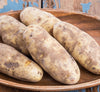 Eastern Russet Potato Seed for Planting (5 pound/bag)