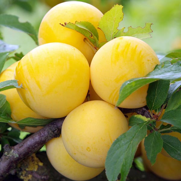 Plum Yellow(1.5lb/clamshell)