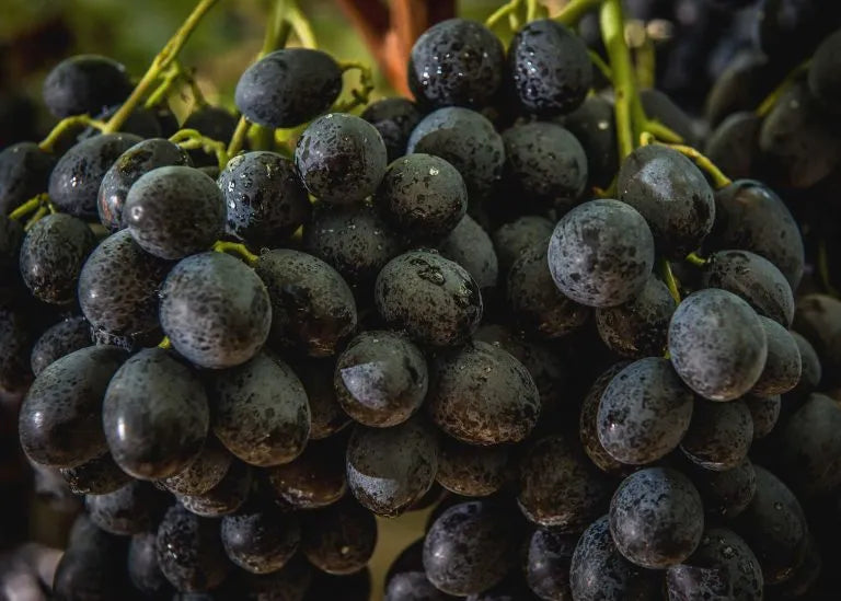 Grapes Black (per pound)