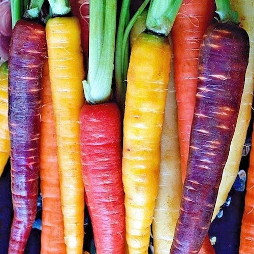 Carrots (Heirloom)