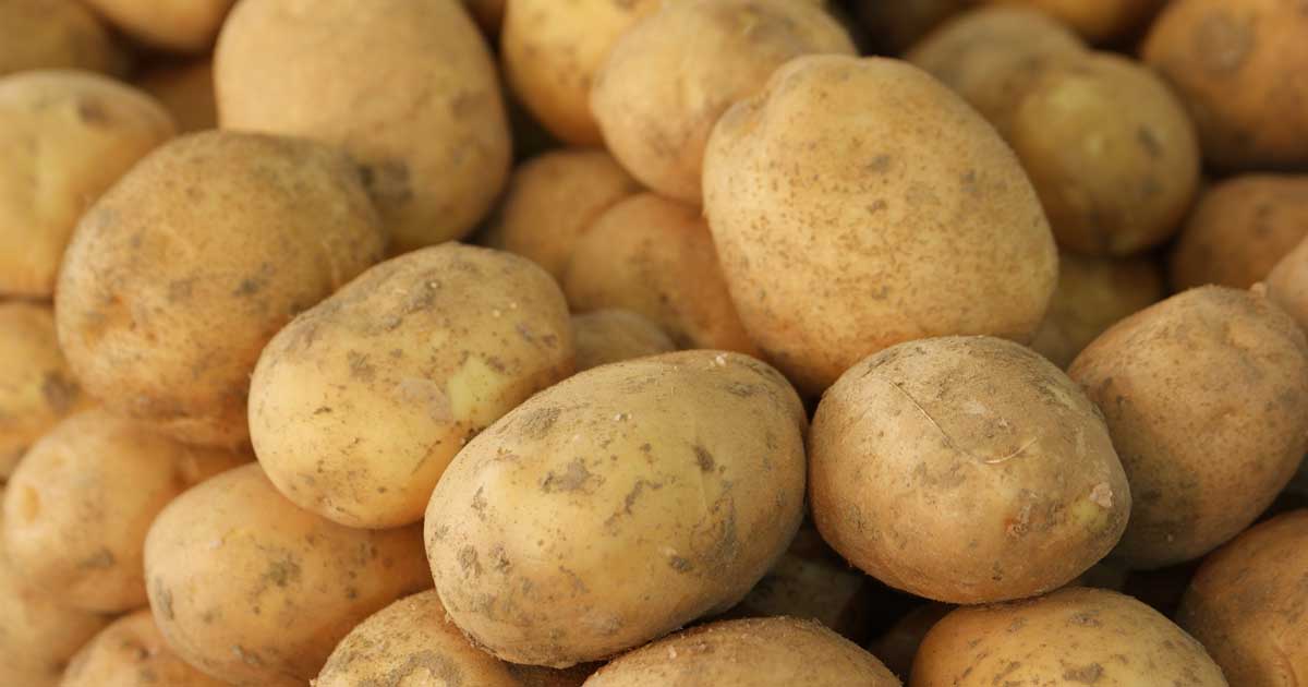 Kennebec Potato Seed for Planting (5pound/bag)