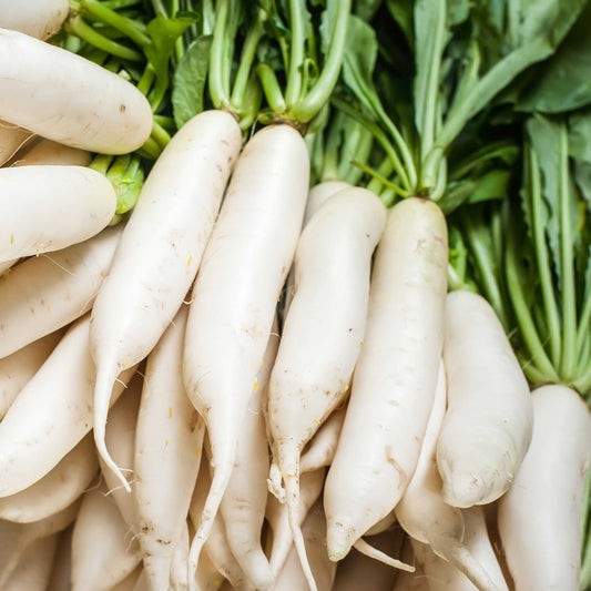 Daikon Radish(per pound)