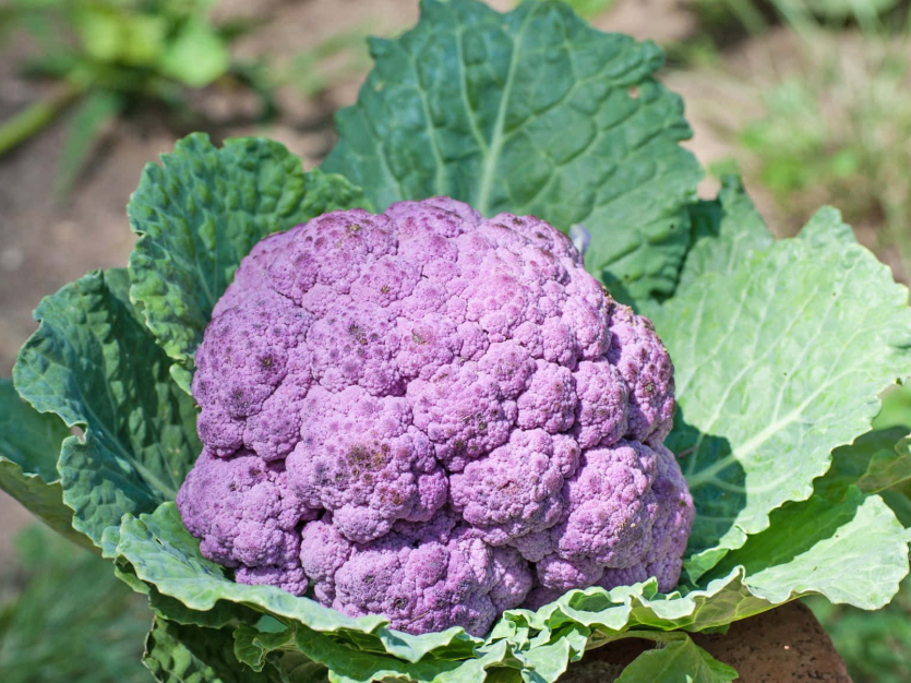 Cauliflower(Purple)(per pc)