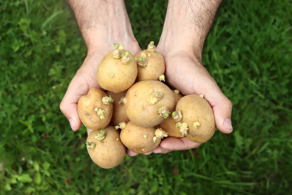 Superior Potato Seed for Planting (5pound/bag)