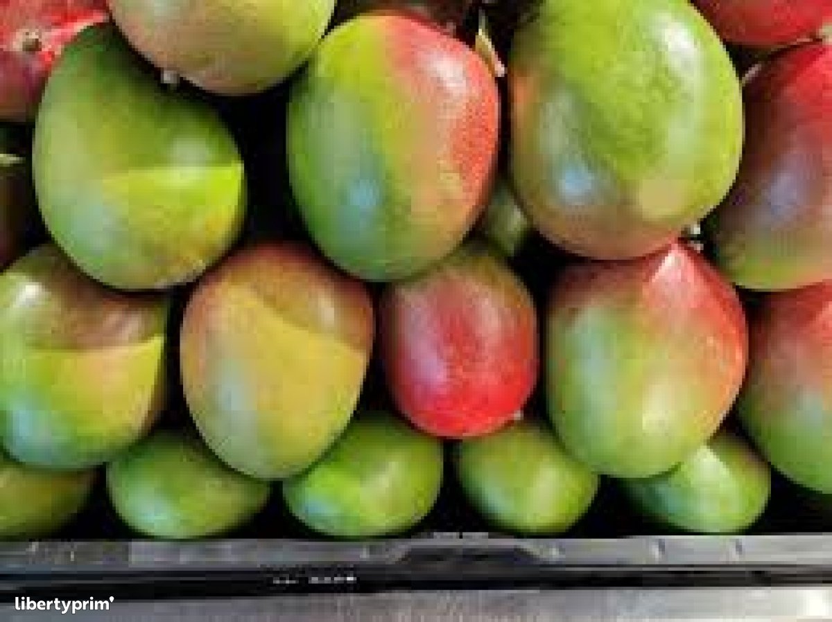 Mango (Green)(per pc)