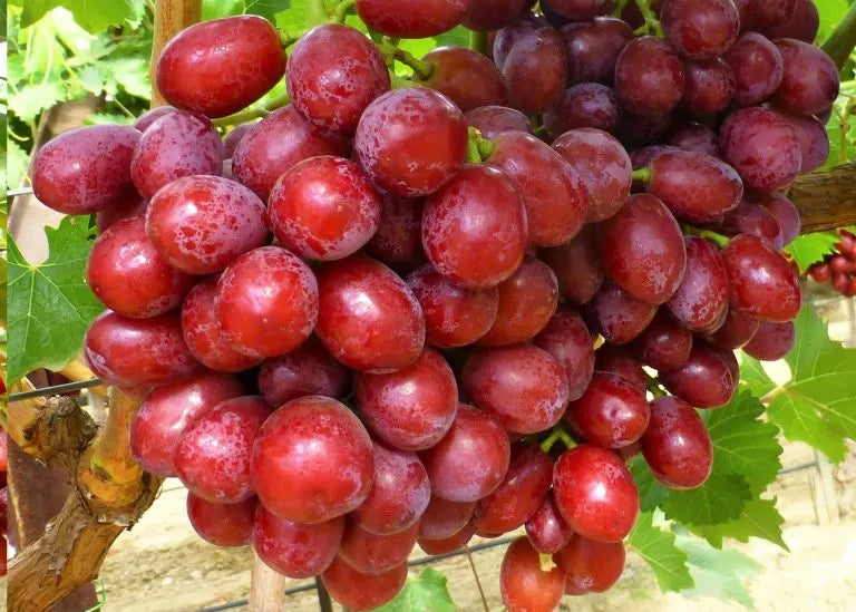 Grapes Red Seedless (per pound)