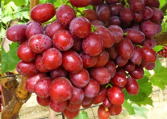 Grapes Red Seedless (per pound)