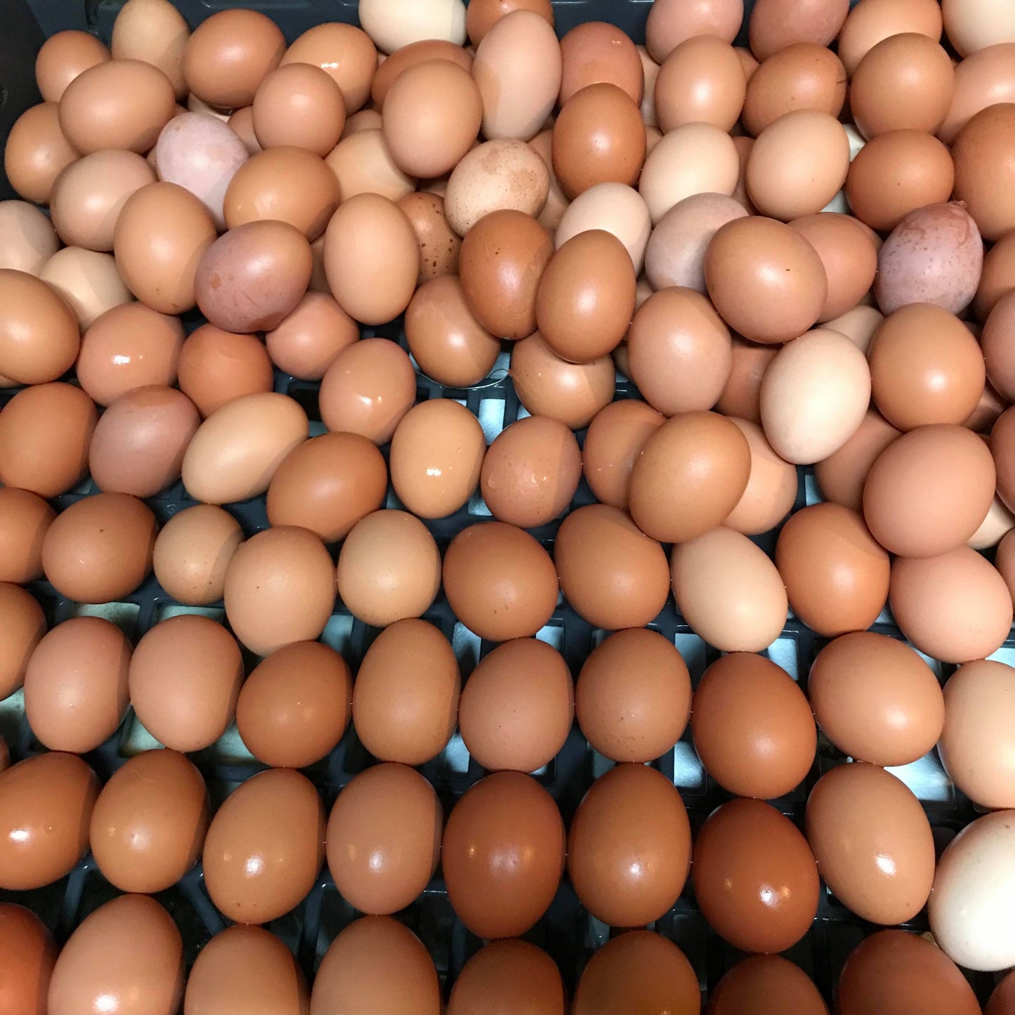 Eggs (Fresh Local)