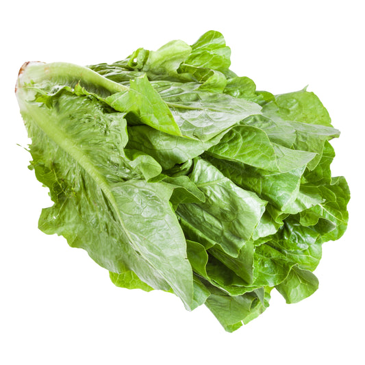 Lettuce (Romaine)