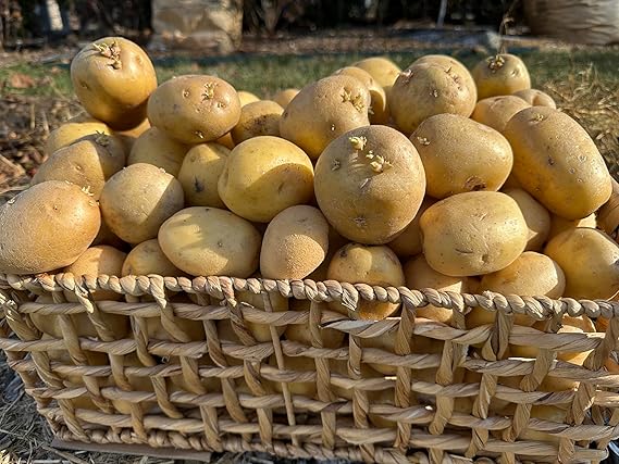 Yukon Gold Potato Seed for Planting (5 pound/bag)