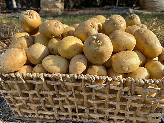 Yukon Gold Potato Seed for Planting (5 pound/bag)