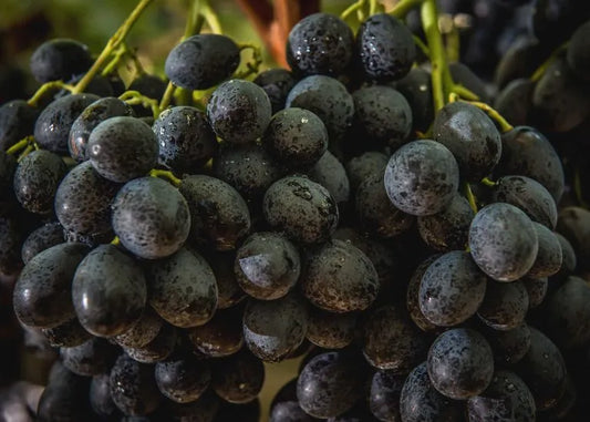 Grapes Black (per pound)