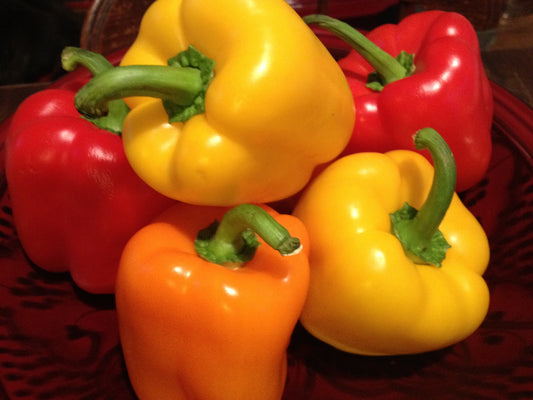Peppers Rainbow (6pcs/pack)