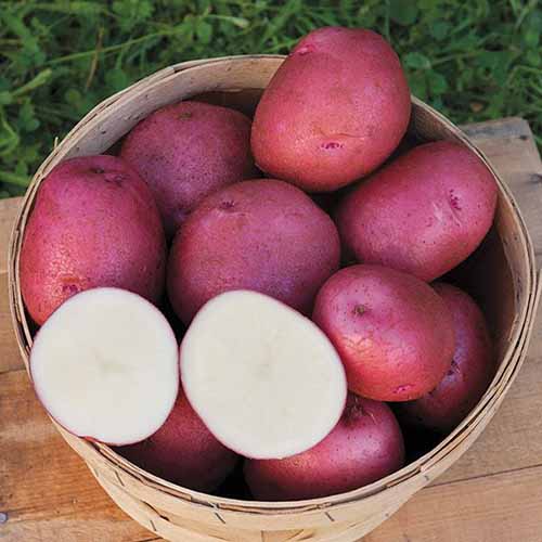 Red Chieftain Potato Seed for Planting (5pound/bag)