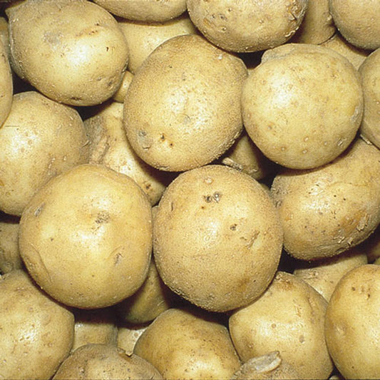 Superior Potato Seed (10 pounds)