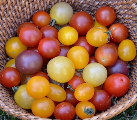 Tomato Cherry Mix (per pack)