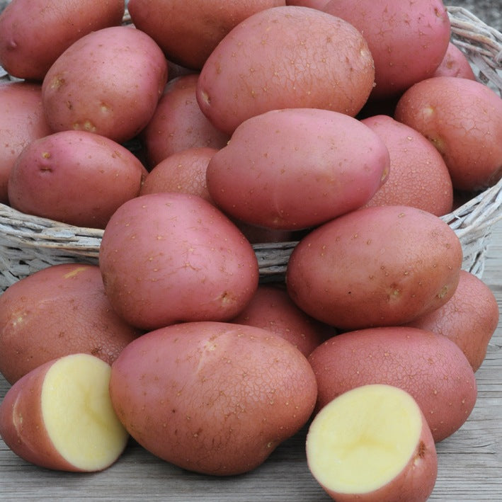 Norland Red Potato Seed for Planting (5 pound/bag)