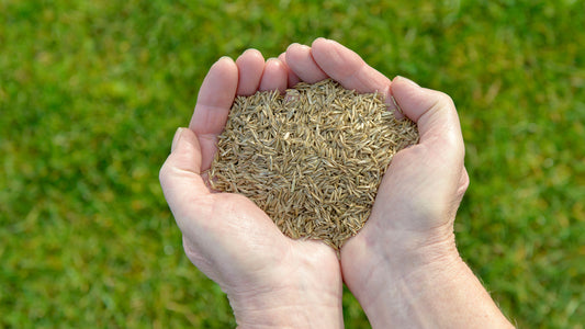 Grass seed(25kg/bag)
